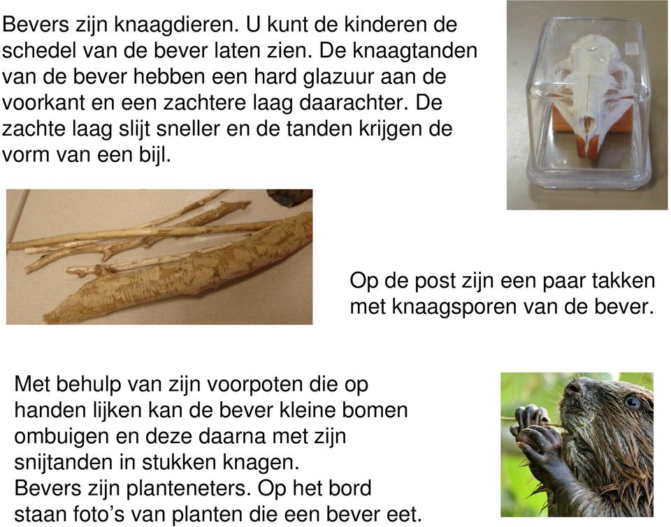 De zachte laag slijt sneller en de tanden krijgen de vorm van een bijl. Op de post zijn een paar takken met knaagsporen van de bever.