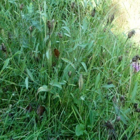 Kensoort GH-KG: Kensoort GH-KG: Pastinaca sativa gewone pastinaak Daucus carota wilde peen Centaurea jacea Knoopkruid juli t/m september juni t/m herfst