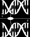 GxE studie GxE studie Kandidaatgenen: 5-HTT & COMT Perinatale risico factoren: Laag geboortegewicht Roken tijdens de zwangerschap ASD-symptomen VISK COMT: Val158Met polymorphisme 5-HTT: 5-HTTLPR