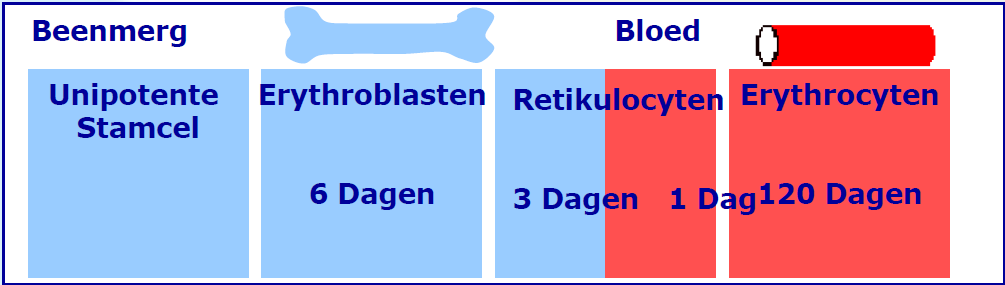Reticulocyten Jongste RBC in PB ± 3 dagen in beenmerg 1 dag in perifeer bloed RNA Reticulocyten hemoglobine Hb, MCH: volledige RBC-populatie (±