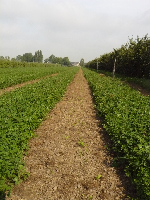 Voorbereiding op inplant door klaverteelt in het voorjaar na rooien,