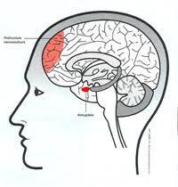 Effecten van hartcoherentie Stressreductie Emobeheersing Verhoging veerkracht Verbetering concentratie en focus Gunstige fysieke effecten Bevorderen van innerlijke rust en welbehagen Verandering van