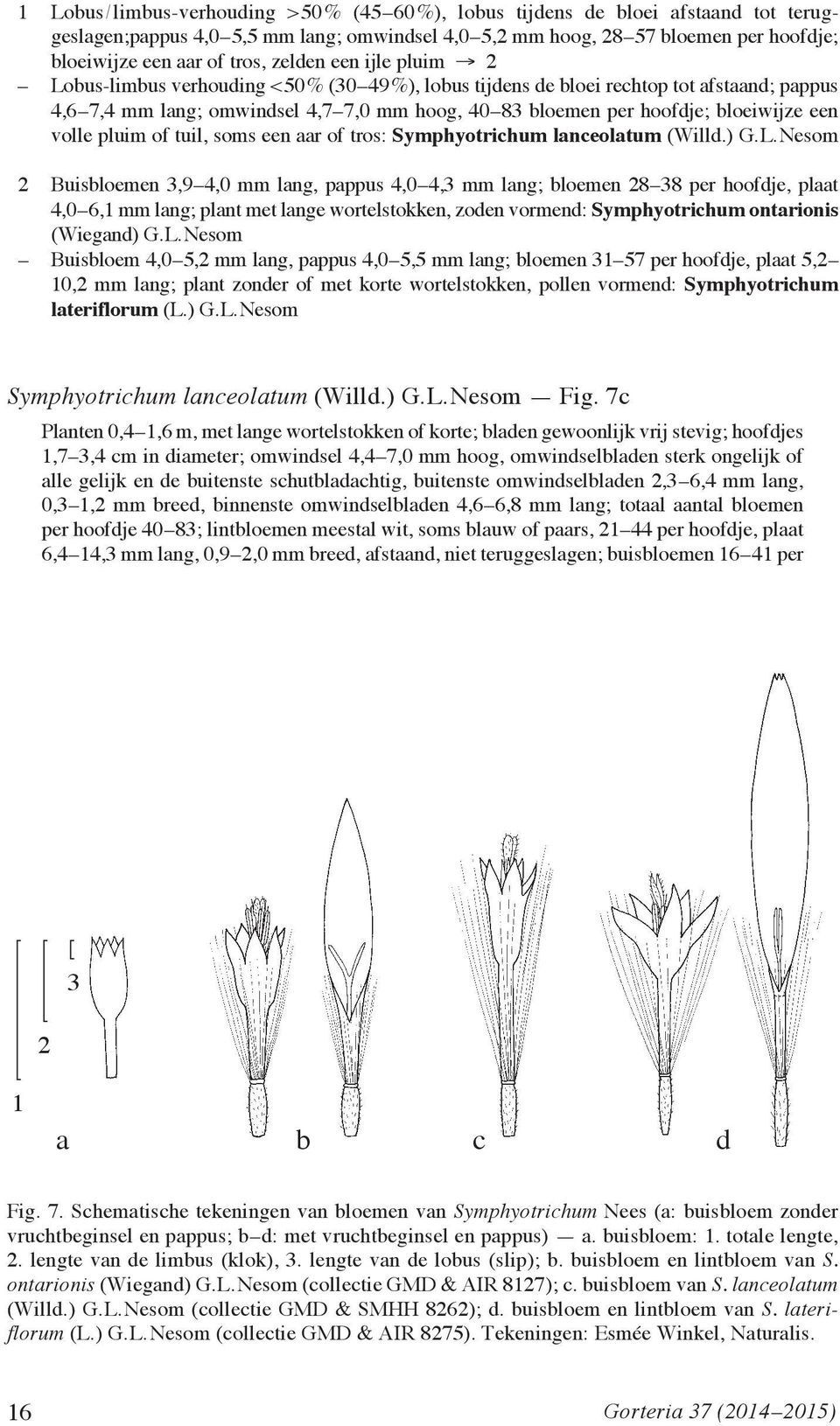 een volle pluim of tuil, soms een aar of tros: Symphyotrichum lanceolatum (Willd.) G.L.