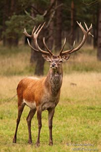 Zaterdag 22 oktober 2016: Bronst van het damhert, vossen en paddenstoelen in AWD Elk jaar weer een voorrecht om dit spektakel te kunnen meemaken en vastleggen. Max. 8 deelnemers! Tijden: 07.30 14.