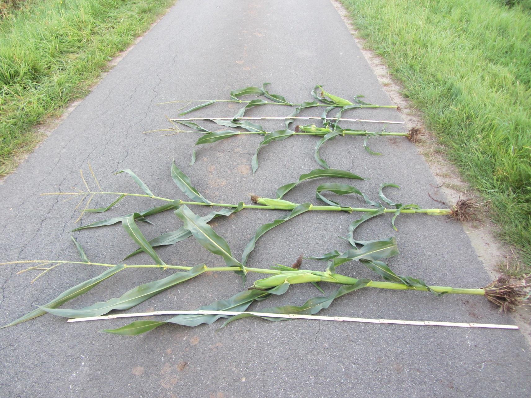 Knolcyperus: Schade Opbrengstderving maïs foto: 2