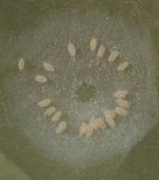 Kaswittevlieg (Trialeurodes vaporariorum) Ei wordt in een cirkel afgezet op gladde bladoppervlakten