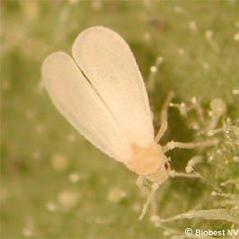 Witte vlieg & nuttigen Encarsia (parasiet) Greenhouse