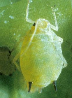 Katoenluis (Aphis gossypii) Bladluis 0,9 tot 1,8 mm groot Vrij korte antennen Ongevleugeld: lichtgeel,