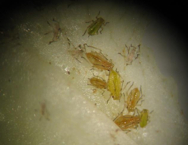 Bladluis Aardappeltopluis (Macrosiphum euphorbiae) 1,7 tot 3,6 mm groot Vrij korte antennen Ongevleugeld: lichtgroen, roze of rood met