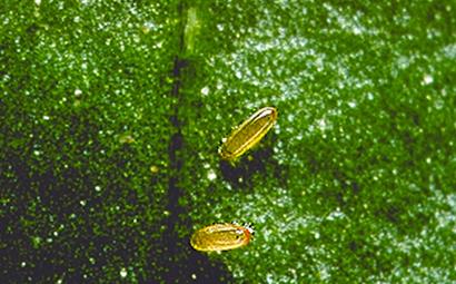 Galmug tegen bladluis Aphidoletes aphidimyza Predator: larven zuigen bladluizen leeg Niet