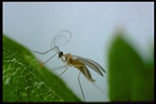 Feltiella acarisuga Galmug tegen spint Galmug: larven eten alle spintstadia Verpoppen op het blad