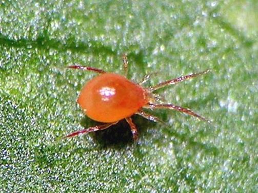 Monitoring Phytoseiulus persimilis Enkel waarneembaar in het gewas in spinthaarden Spint Phytoseiulus Verschil?