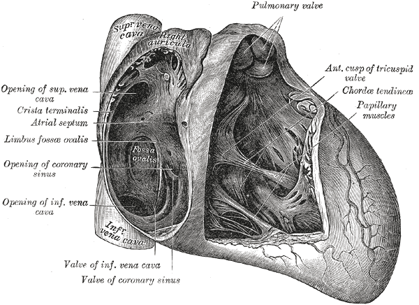 Atriums / ventrikels atriumseptum / ventrikelseptum annulus fibrosus tricuspidalisklep / mitralisklep Klep chordae tendineae Papillairspieren pulmonalisklep / Aortaklep 3 4 ANATOMIE PAPILLAIR SPIEREN
