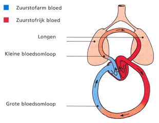 Grote verzamel vene Let op, bij 80% is dit qua anatomie normaal 8 DE BLOEDSOMLOOP HART TIJDENS SYSTOLE Vena Cava Rechter atrium Tricuspidalisklep Rechter