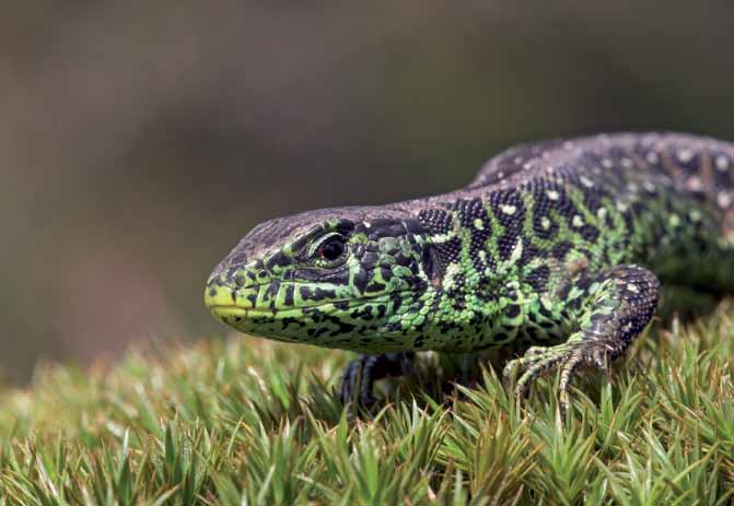 Een soort met een nog uitgesprokener gravende leefwijze is de Knoflookpad (Pelobatus fuscus).