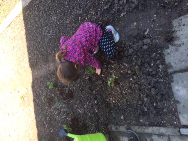 Schooltuin We zijn de afgelopen weken druk bezig geweest met het zaaien van de moestuintjes. Ook hebben we erwten, tuinbonen en spinazie gezaaid in de schooltuin.