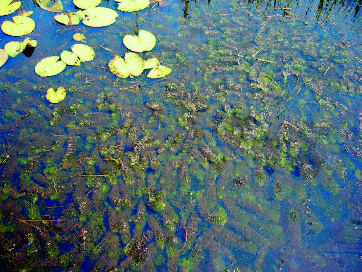 Waternatuur in een veranderend klimaat De laatste jaren zijn er op veel plaatsen in Nederland gunstige ontwikkelingen in waterkwaliteit en de biodiversiteit van water en moerasnatuur.