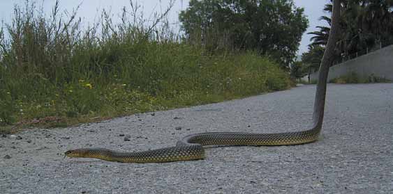 Dolichophis caspius #1 (boven) en #2 (titelpagina) nabij Lambi. Onder: D. caspius is goed te herkennen De Aziatische (D. jugularis) en Kaspische toornslang (D.