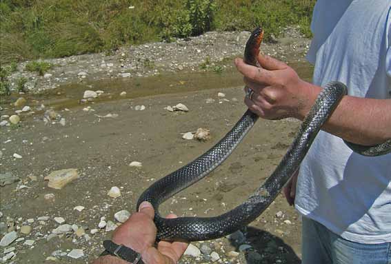 Literatuur Arnold, E. N. & J. A. Burton, 2004. A Field Guide to the Reptiles and Amphibians of Britain & Europe. Harper Collins Publishers, London. Valakos, E. D., P. Pafilis, K. Sotiropoulos, P.