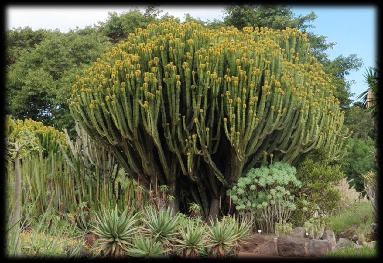 Na de wandeling brengen we nog een bezoek aan de Jardin Botanic van Gran Canaria.