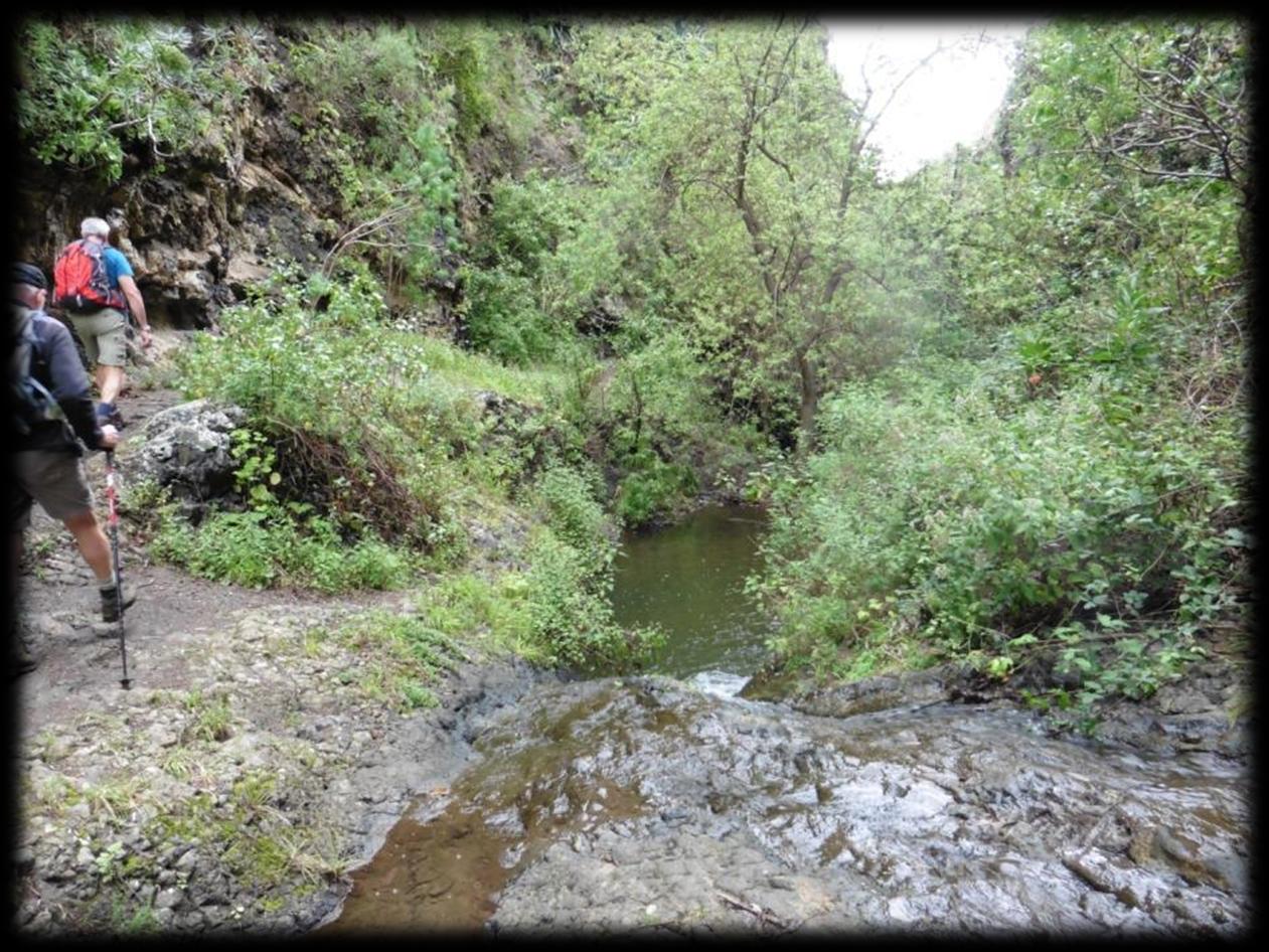 Barranco de Azuaje is een door rotswanden omsloten kloof met bijna jungle-achtige vegetatie van bamboe en