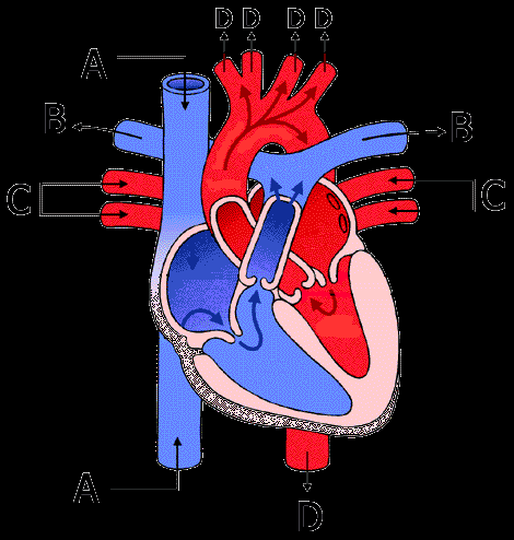 De weg die het bloed volgt doorheen het hart De rechtervoorkamer verzamelt al het zuurstofarme bloed dat door de aders terugkomt van het lichaam.
