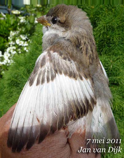 3. Voedsel in de vorm van insecten en larven Het gaat hier om plaatsen waar kleine zachte insecten en larven, zonder harde chitine-schilden aangetroffen worden.