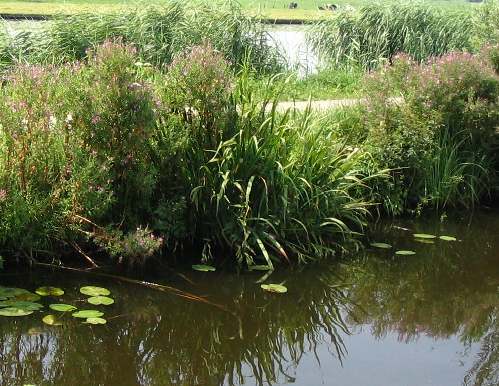 Overgangszone naar het open veenweide landschap Riet, ruigte (bloemrijk kruidengrasmengsel), water Rust en ruimte voor natuur en recreatie Informele routes verbonden met