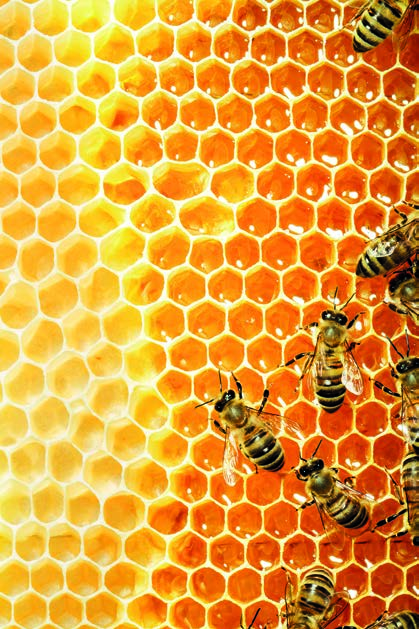 Revamil Producten met honing voor de behandeling en antibacteriële bescherming van acute en complexe