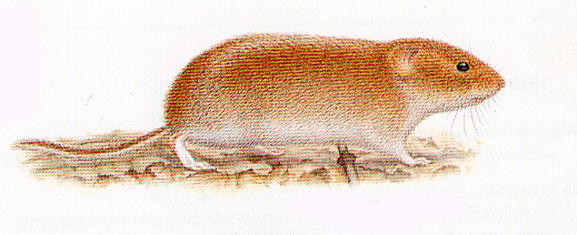 Figuur 11. De bosmuis (Apodemus sylvaticus) Figuur 12. De rosse woelmuis (Clethrionomys glareolus). Figuur 13.