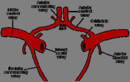 Figuur 1: Anatomie van de hersenarteriën 3.1.4 Diagnose Een beroerte kent in veel gevallen één of meerdere karakteristieke klinische verschijnselen als gevolg van de uitval van hersenfuncties.