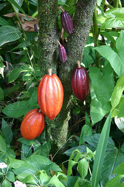 Cacaospel Stap 1. Cacaoboom Cacao komt van een cacaoboom. De boom groeit in een tropisch klimaat, waar het heet en vochtig is. Bijvoorbeeld in Ghana en andere landen in Afrika en Zuid-Amerika.