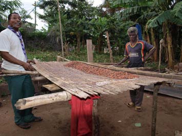 Stap 3. Gisten De cacaobonen worden met de hand uit de kolven geschraapt, op hopen gelegd en bedekt met bananenbladeren. Hier moeten ze een week blijven liggen.