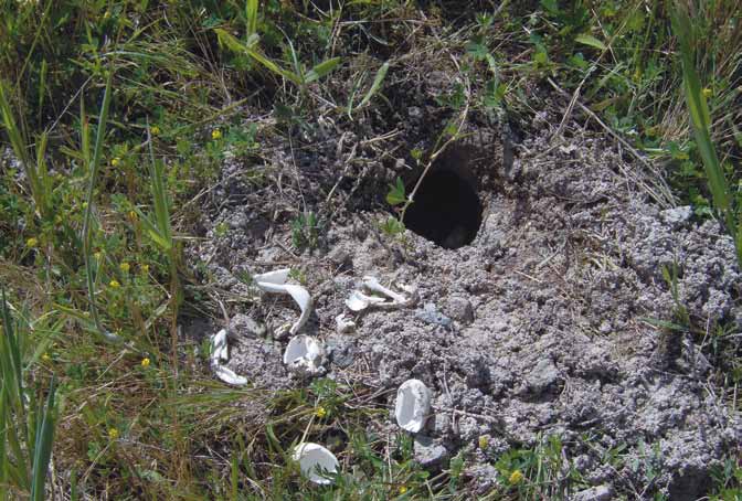 Boven: Habitat Emys orbicularis Onder: Nestpredatie van Emys orbicularis Boven: