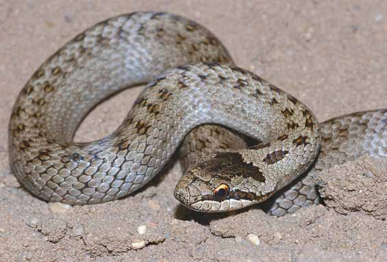 Gladde slang Coronella austriaca. Foto: Christian Fischer van slangen in het veld, (2) studies gericht op de eigenschappen van afzonderlijk bekeken slangen en (3) studies van slangenpopulaties.