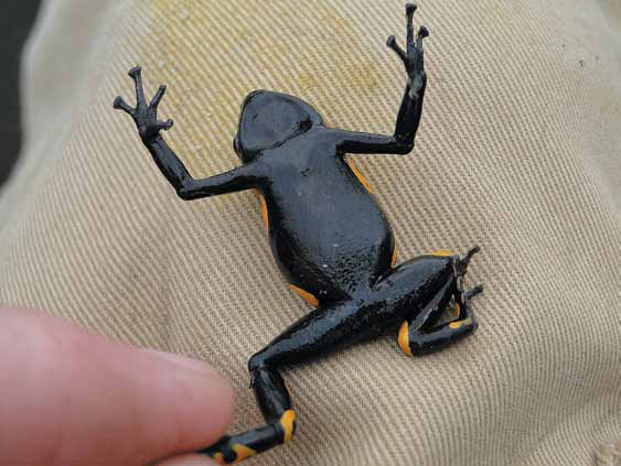 Dendrobates leucomelas, La Escalera.