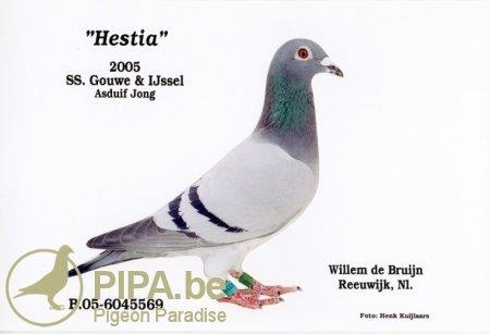Hestia werd door Willem de Bruijn rechtstreeks bemachtigd bij Belgische toptandem Heremans- Ceusters. Ze werd als direct gespeeld en sleepte de titel 1e asduif jong Gouwe & IJssel 2005 en 6e Nat.