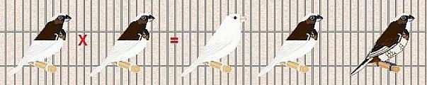 Vererving Lonchura s Wit x Wit = 100% wit Noot: Wit is de combinatie van Dominant en Reccessief bont. Dit moet dus allebei in de vogel aanwezig zijn om een Wit uiterlijk te krijgen.
