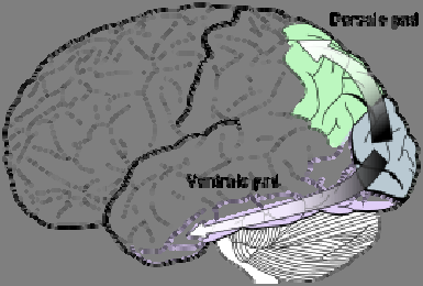 Inleiding De hersenen verwerken visuele informatie via het dorsale en het ventrale pad (Fig.1).