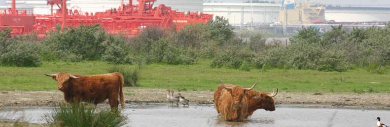 BRG-PROJECTEN Betere kwaliteit woonomgeving De dubbele doelstelling van het Project Mainportontwikkeling Rotterdam leidt ook tot enkele tientallen kleinere projecten in het Bestaand Rotterdams Gebied