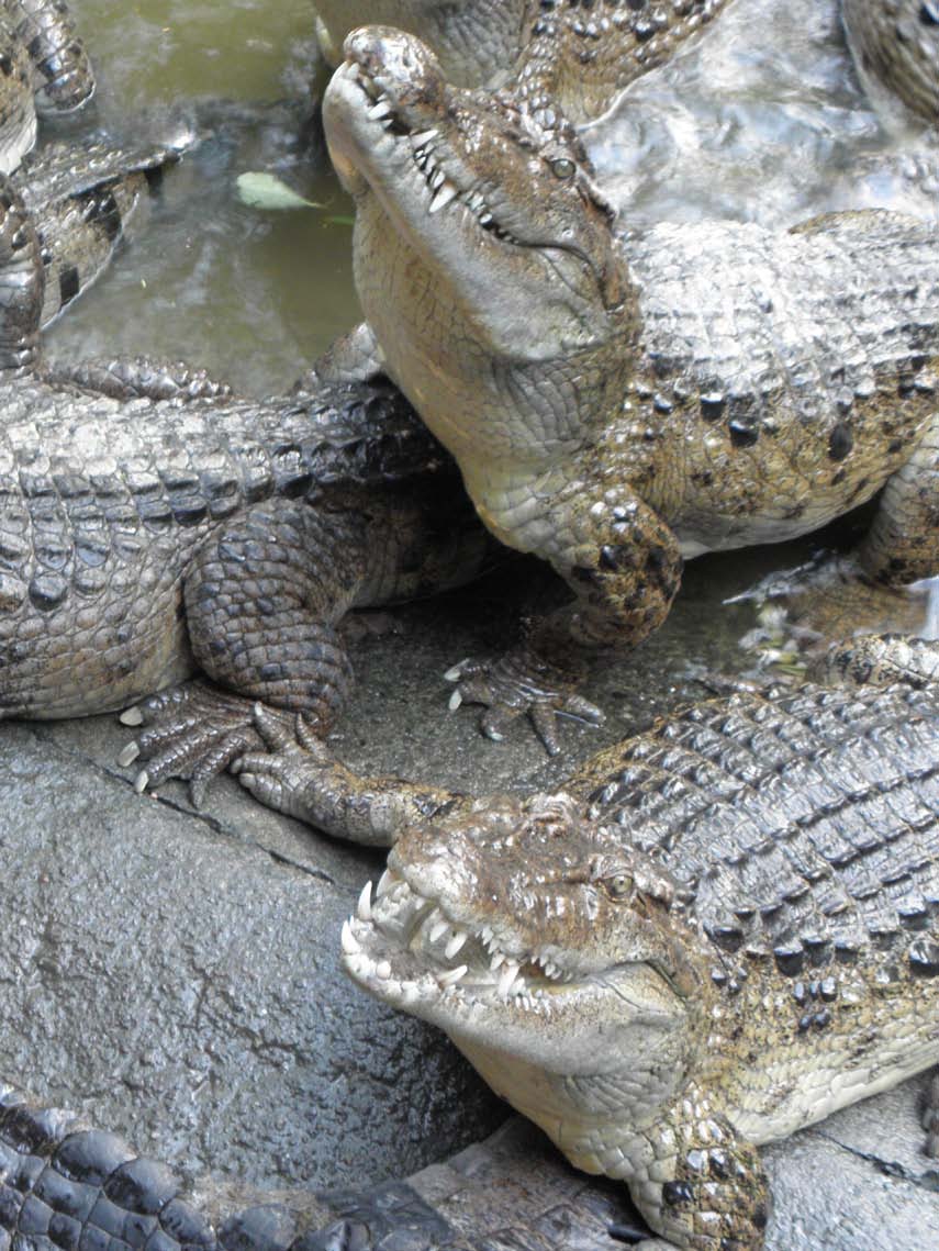 krokodil De grootste krokodil is een zeekrokodil en kan tot acht meter lang worden.