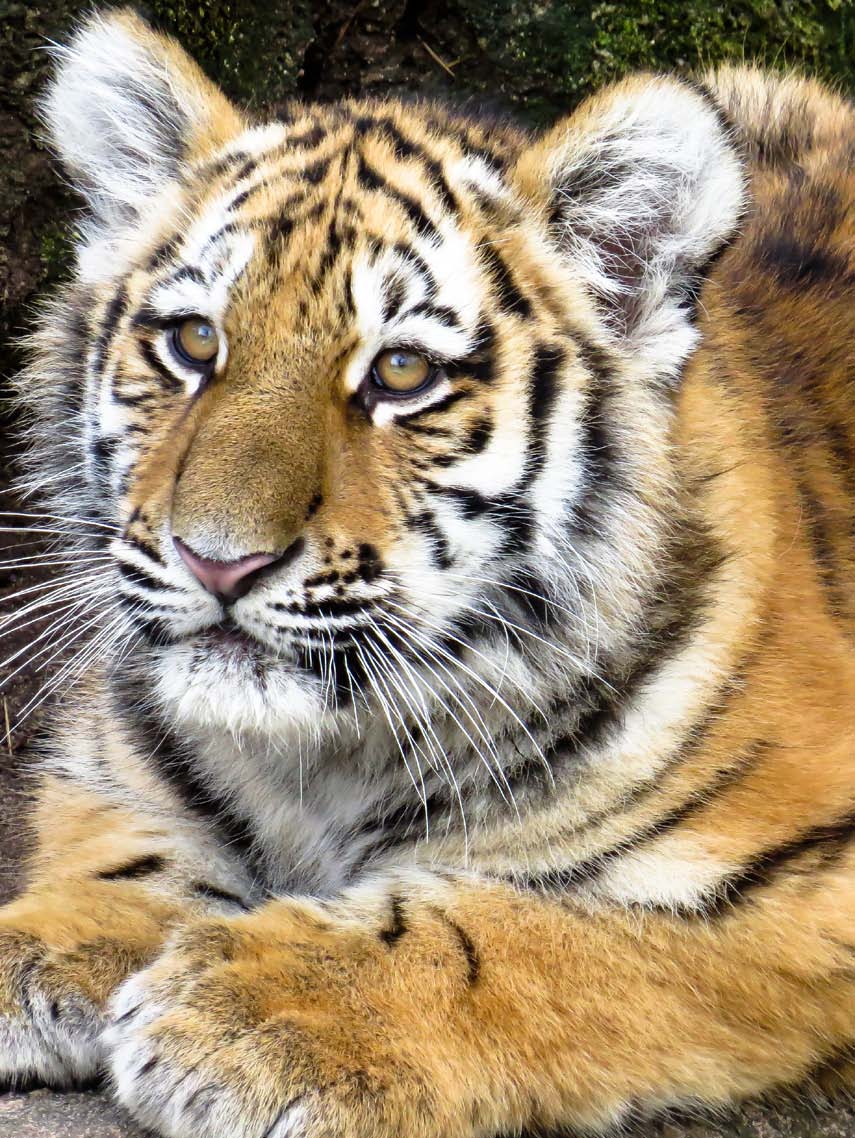 tijger Tijgers zijn roofdieren en de grootste van alle katachtigen.