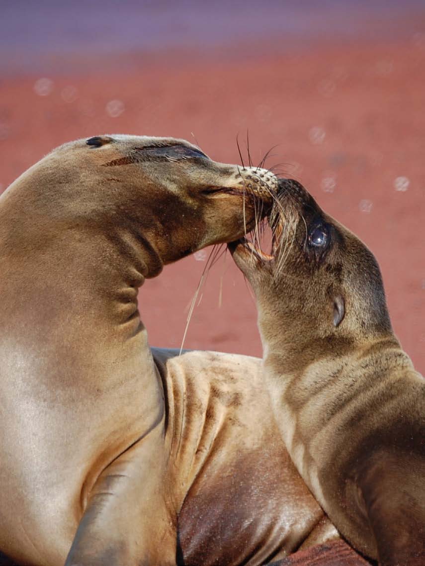 zeehond In Nederland zijn zeehonden voornamelijk in de Waddenzee te vinden.