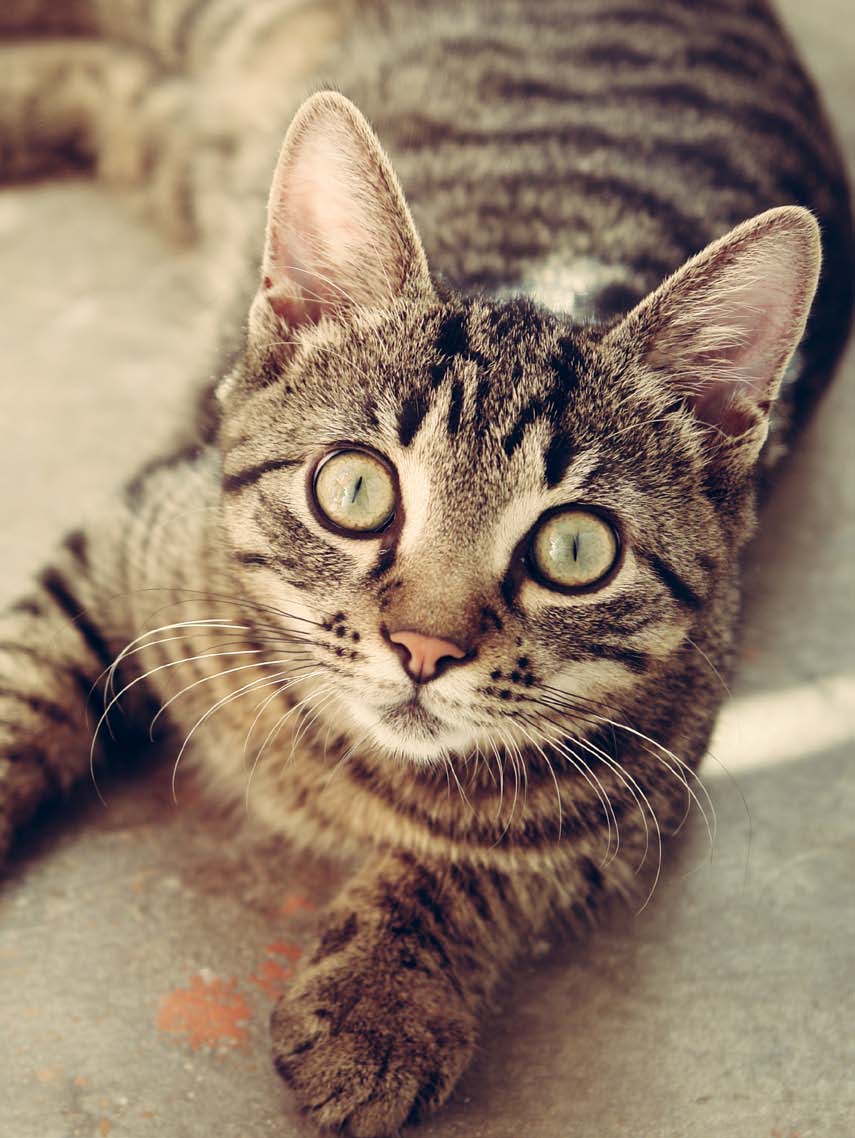 kat Katten zijn de oudste huisdieren van de mens. Ze kunnen heel goed luieren.