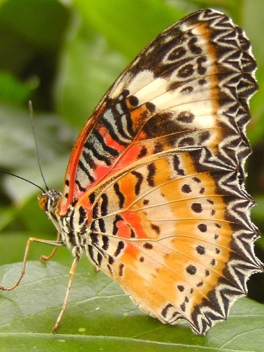 vlinder Van eitje naar rups, van rups naar pop en van pop naar vlinder.