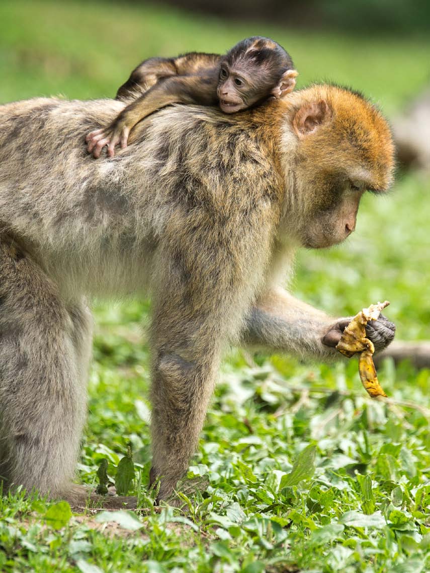 aap Apen zijn boombewonende, vrij intelligente dieren.