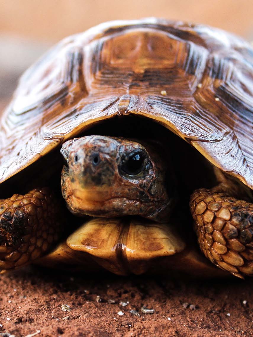 schildpad Schildpadden bestaan al zo n 220 miljoen jaar.