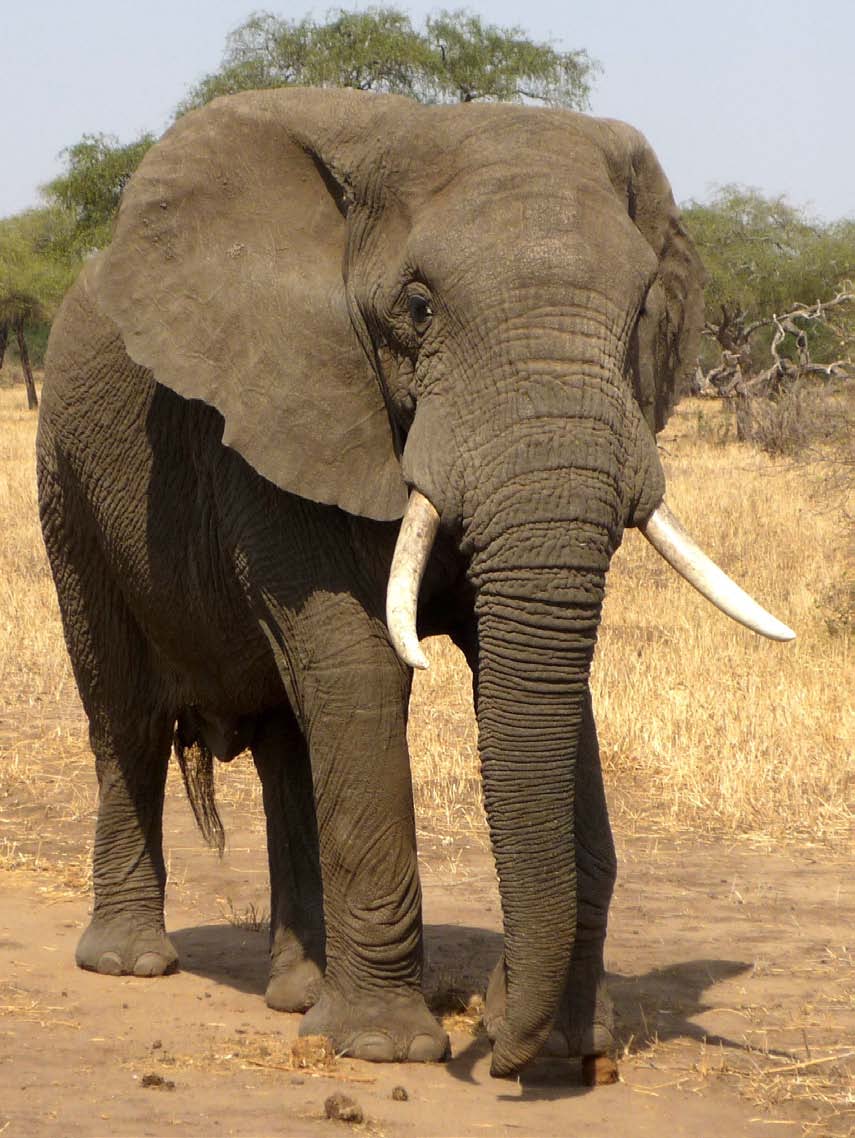 olifant Olifanten zijn intelligente dieren en leven in Afrika en Azië.