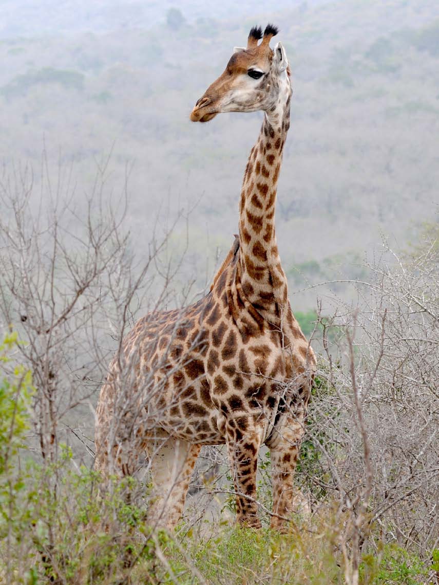 giraf Giraffen slapen weinig omdat ze altijd op hun hoede moeten