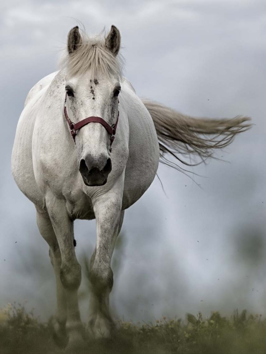 paard Paarden worden gebruikt als huisdieren, voor sporten, wedstrijden, recreatie, therapie en